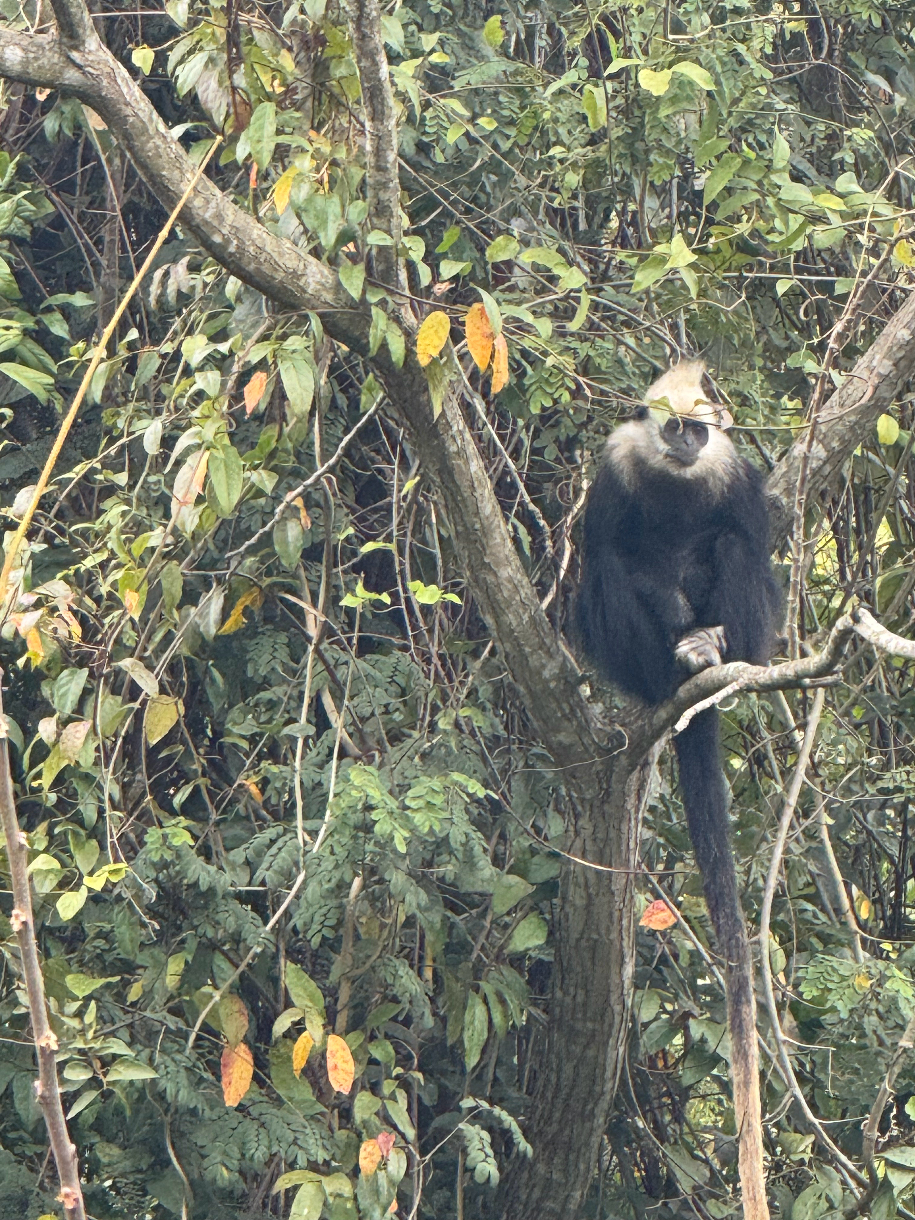 偶遇白头发猴子在狂啃树叶。