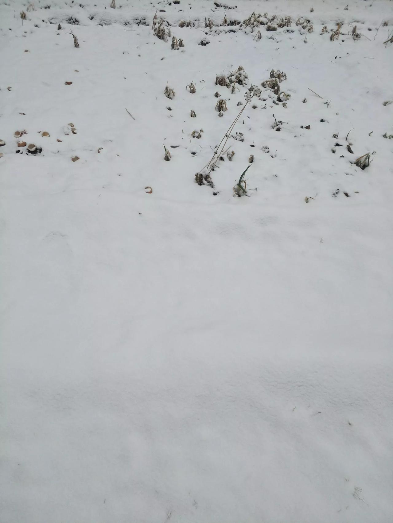 石家庄这场雪最好下大点，地里的小麦太需要这场大雪了，大雪一下，就像给小麦盖上了一