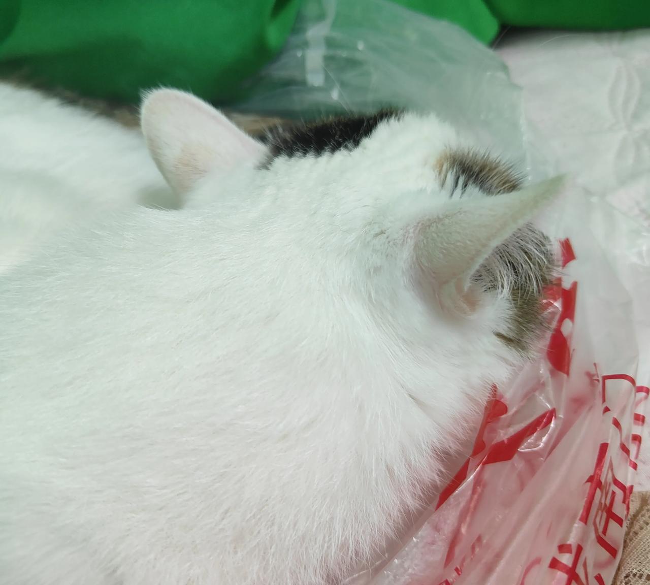 大家都说小猫咪的耳朵可以看出它的性格我家三只猫都是猫闺女今天我看看我家三