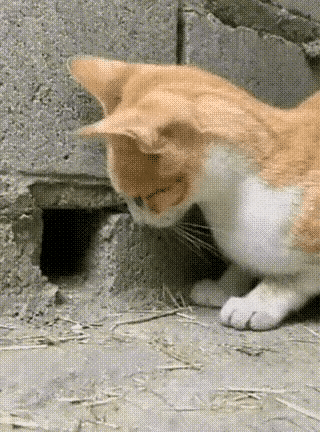 猫逮老鼠真的太绝了，猫逮老鼠是天性，猫的耐心真的太好了，洞口埋伏守株待兔，一个比