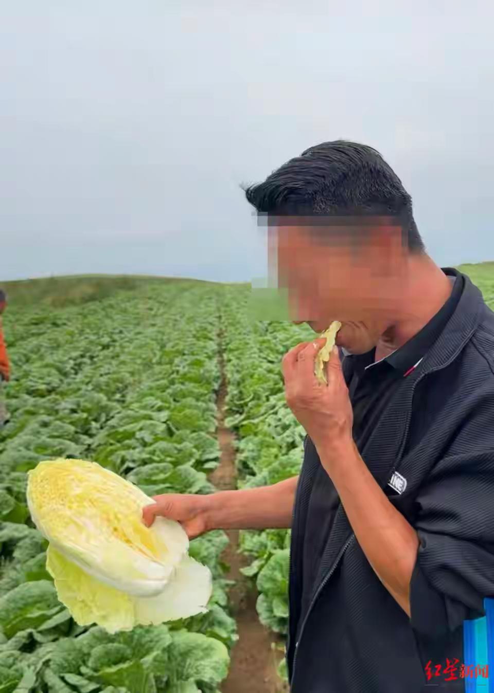 河北康保种白菜的农民太可怜了，1.1万亩白菜趴地里，没人要，即使政府已经撇清“甲
