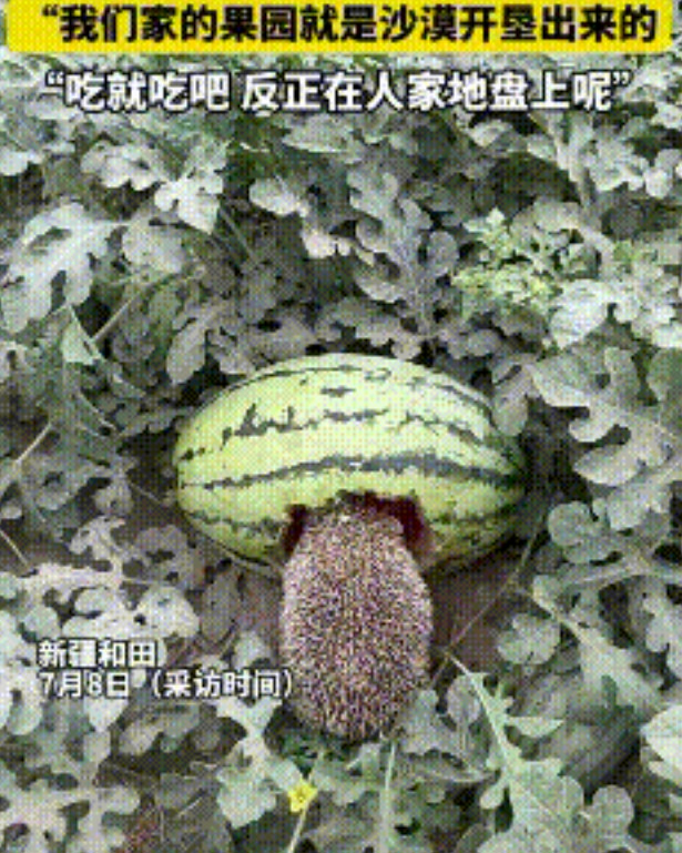 “活该发财！”女子发现一只刺猬在吃自家种的西瓜，没有赶走，反而任其啃食，其原因竟