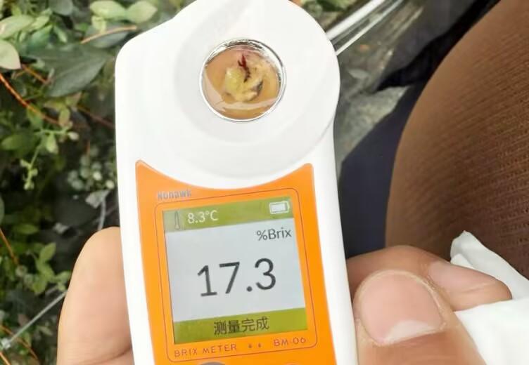 “吃”专用基质、“喝”纯净水 ! 这里的蓝莓好吃到上头