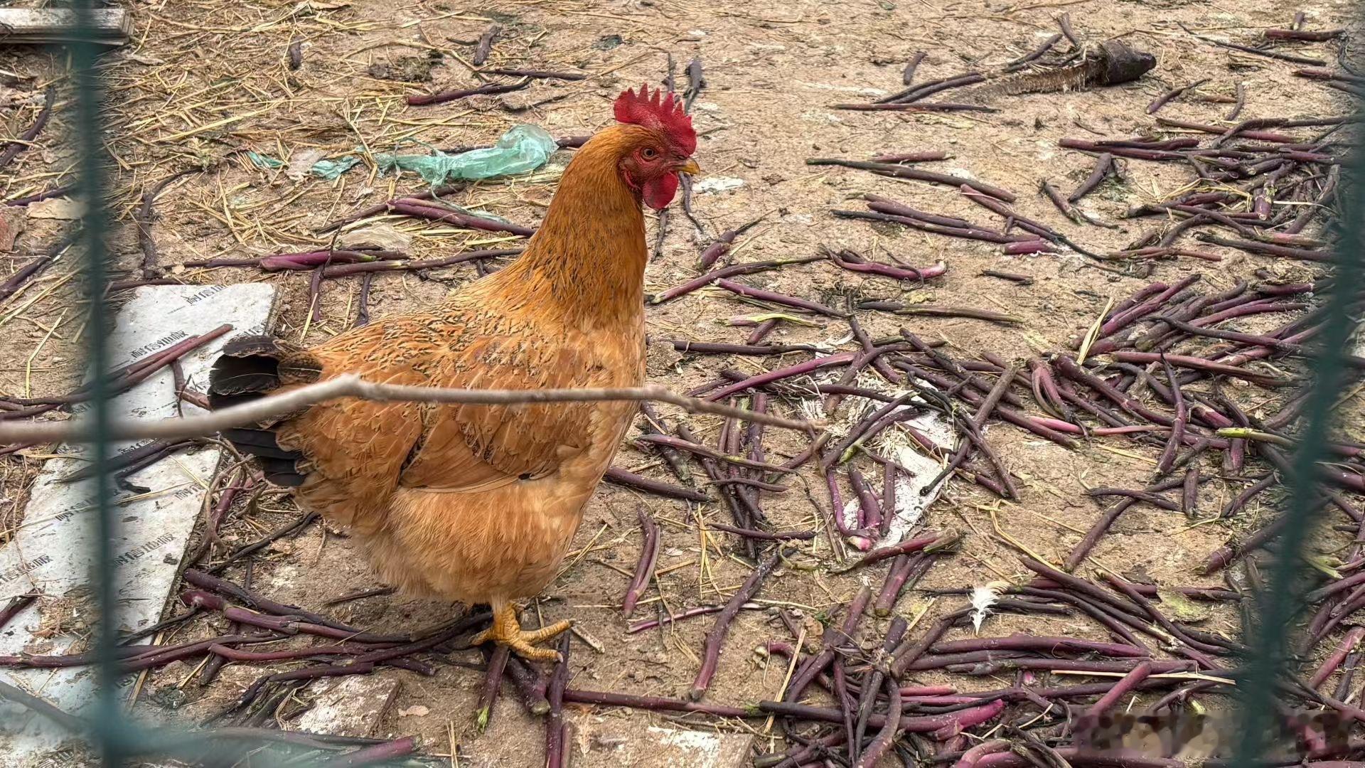 这应该算是土鸡了吧