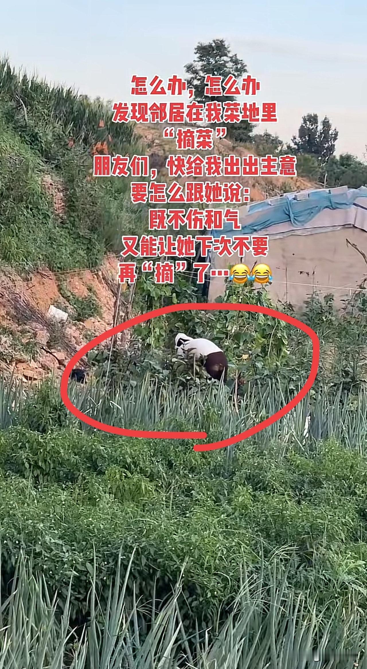 怎么办，怎么办发现邻居在我家菜地里“摘菜”朋友们，快给我出出主意要怎么跟
