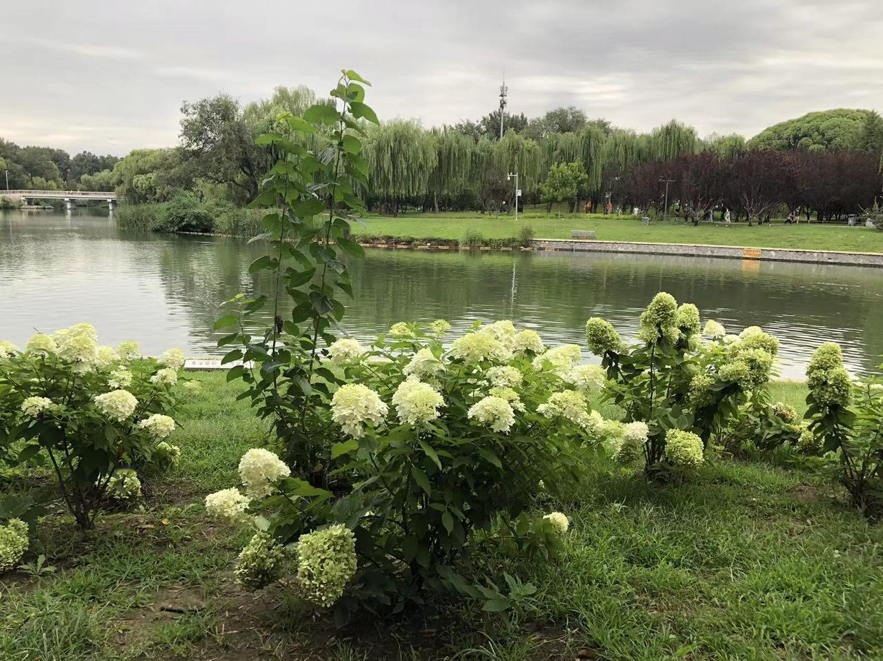 分享随手拍的花朵这些花是不是都很好看啊？