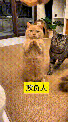 看到这个视频，瞅它给我笑的肚疼！那只橘猫跟个小媳妇儿样儿，站那儿给主人作揖讨吃的