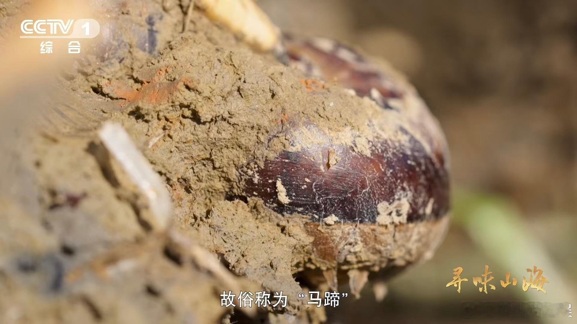 第一次见到一棵完整的荸荠涨知识了！原来挖荸荠的专属工具是多齿耙，下耙的时候得格