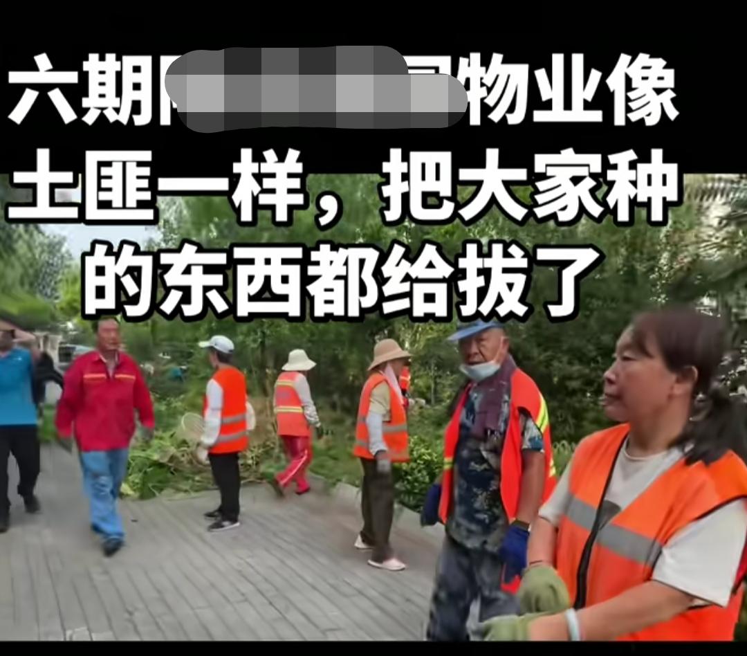 天津，一小区业主发视频吐槽:平常物业绿化啥都不干，老百姓种点蔬菜瓜果，都快长成熟