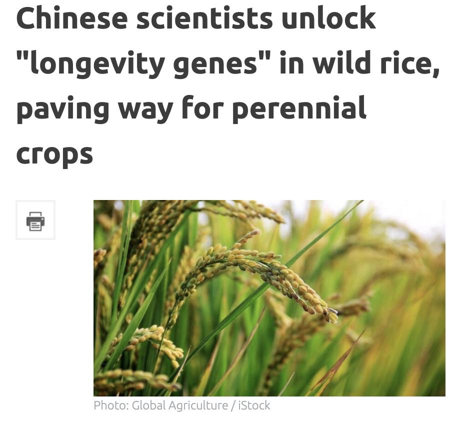外媒：中国科学家破解野生稻"长寿基因"为多年生作物育种铺平道路。中国科学院