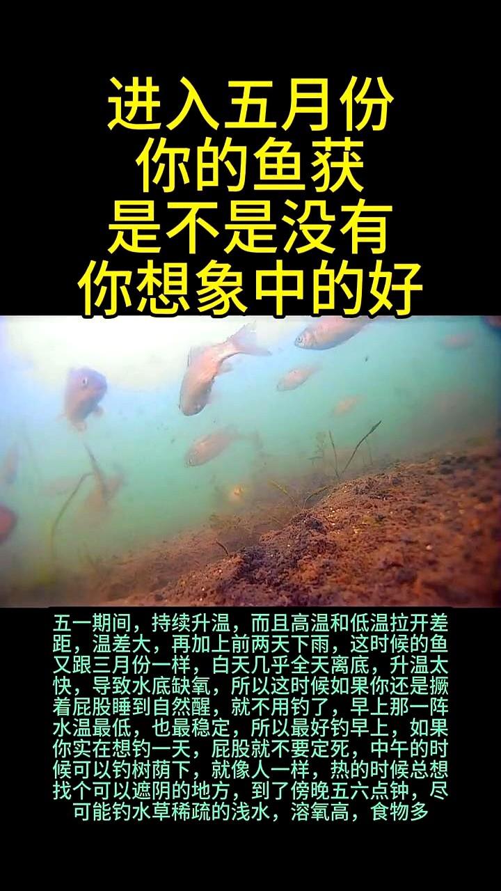 五月天，坐一天都钓不到鱼？别急着怪自己。这天一热，水底跟蒸桑拿似的，鱼都憋得
