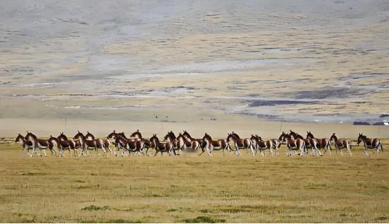 美国曾因野驴泛滥而苦不堪言，竟将其廉价出售给中国，五年内从“泛滥成灾”到“濒临灭