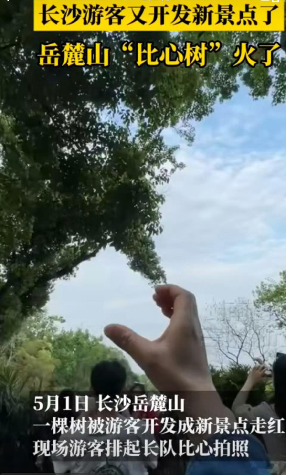 长沙岳麓山比心树火了我真的不懂……[？？？][？？？]​​​