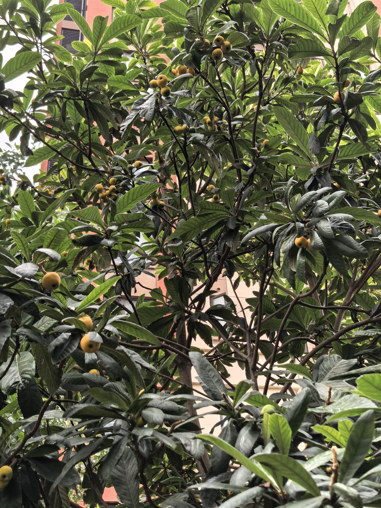 小区院里的枇杷熟了，都在摘果子，物业写了果树已经打药，依然抵挡不住孩子们的热情