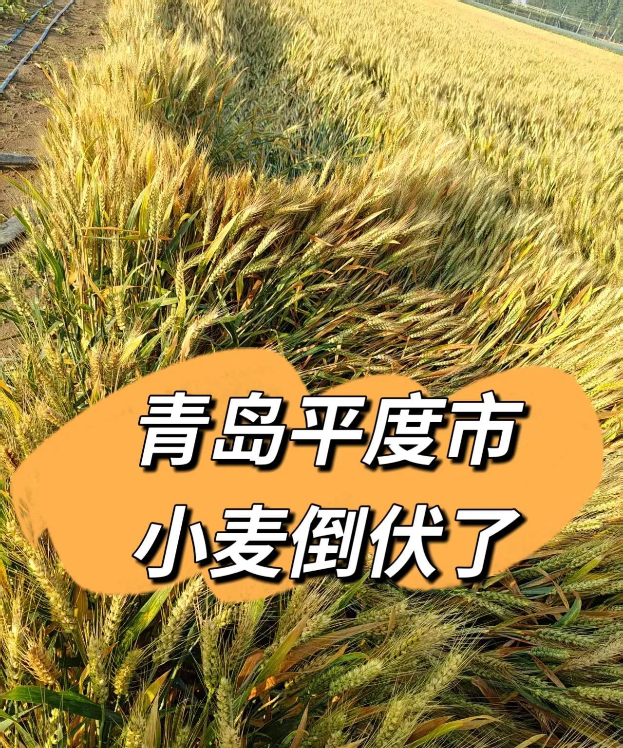 真是万万没有想到啊。小麦离收获的季节还差六七天的时间，下了一场雨，这场雨来的及时