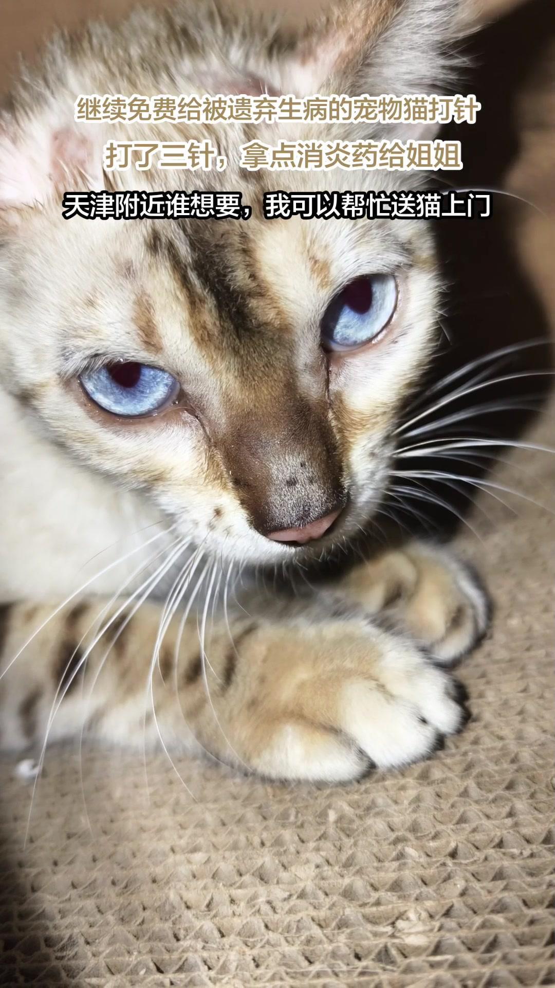 被原主人遗弃的小花猫病着，蓝眼睛超乖，瘦得让人心疼。大姐在楼道给它搭了窝还喂吃的