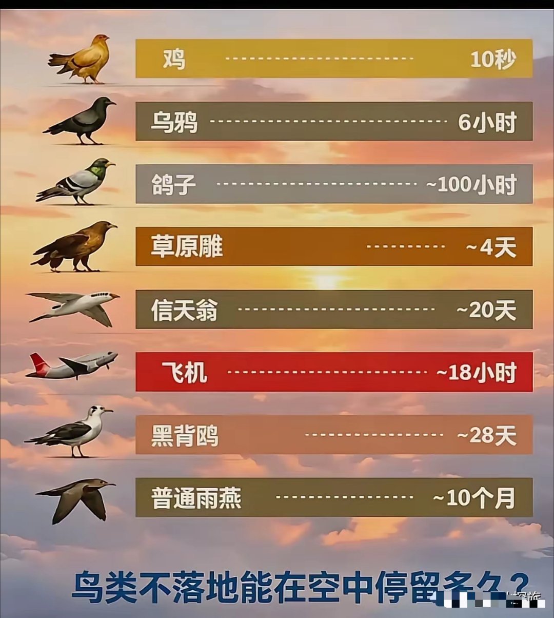 鸟类能在空中呆多久？