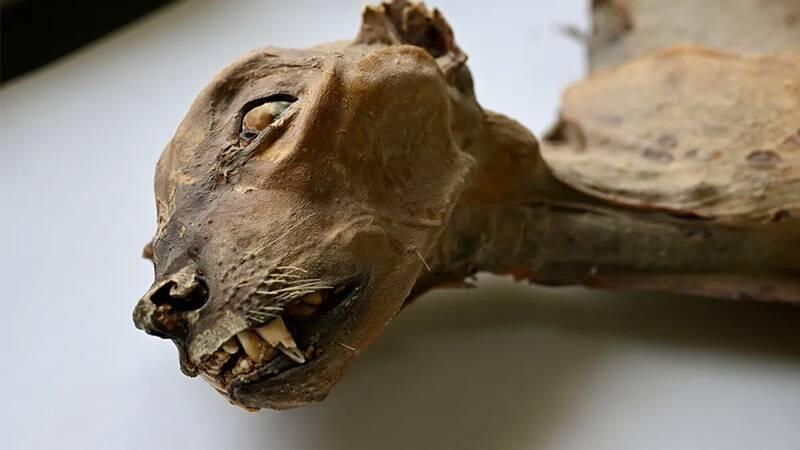 沙特阿拉伯发现7具保存完好的猎豹