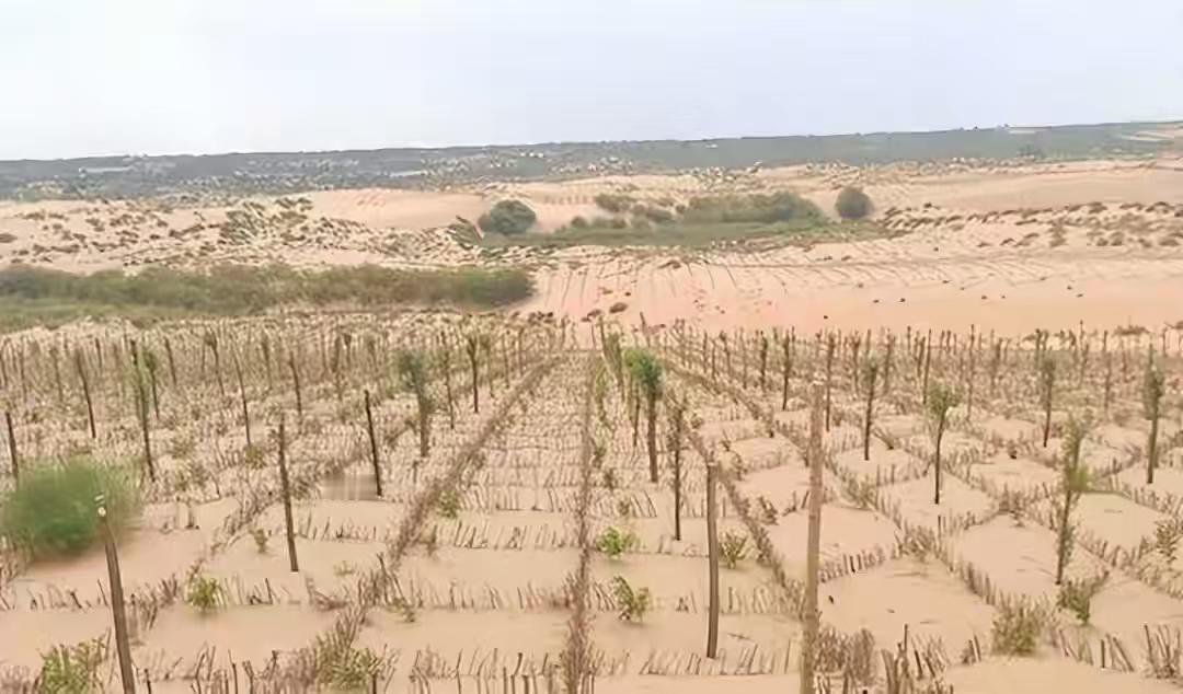 25亿亩沙化地逆袭，不靠种树靠啥？答案藏在这两点最近翻到一组治沙数据，直接
