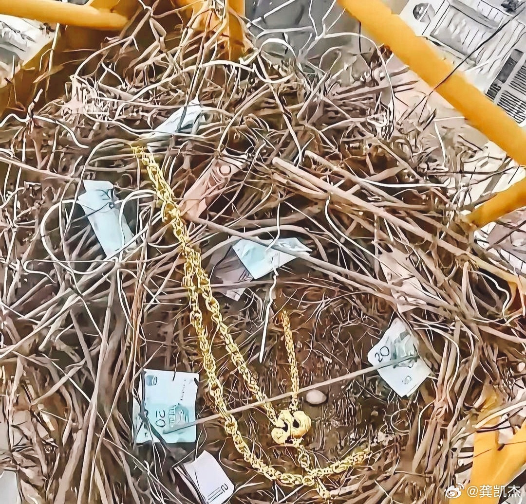 这只鸟它是来报恩的吧！