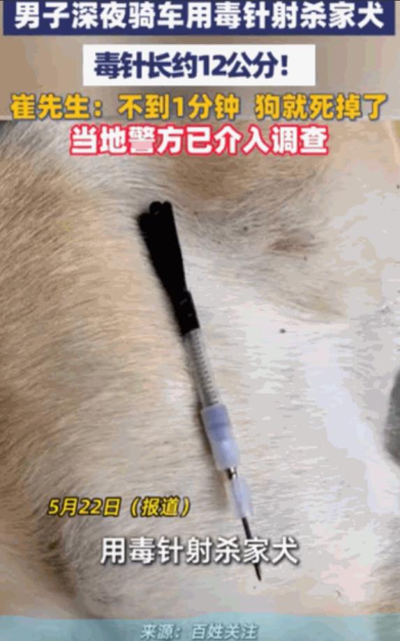 “天生坏种！”5月22日，浙江海盐县街头发生了揪心的一幕。深夜里，崔先生养了两年