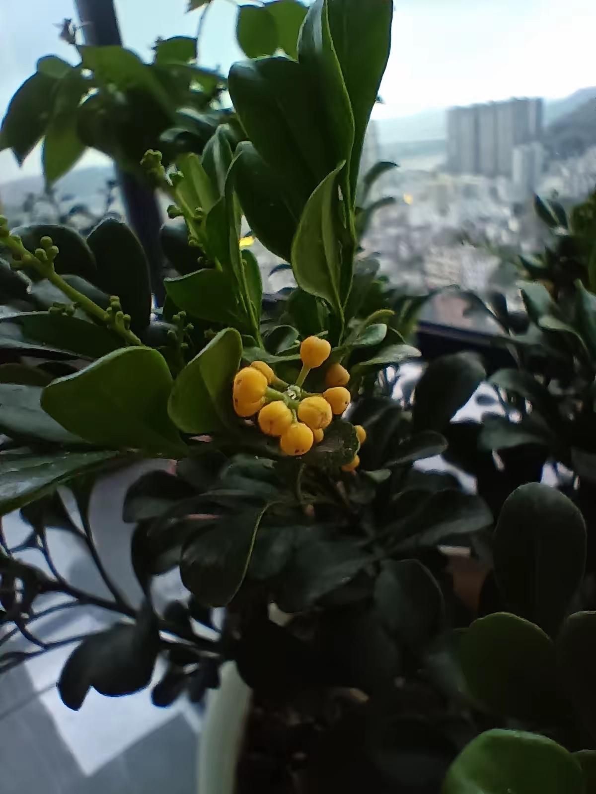 老板打电话给厂长，说厂要招年轻些的员工，超过35岁的不要。​厂长听到老板的电话