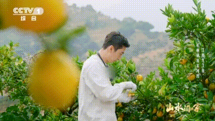 武大靖干农活也是奥运速度哇塞！武大靖在节目里摘蜜桔，学完“两剪”迅速开干，那速