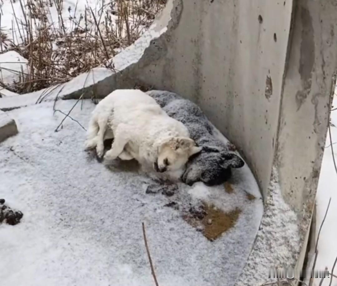 2月8日，在吉林省吉林市，一黑一白两只狗狗在墙脚下依偎在一起，最终被冻死。一位阿