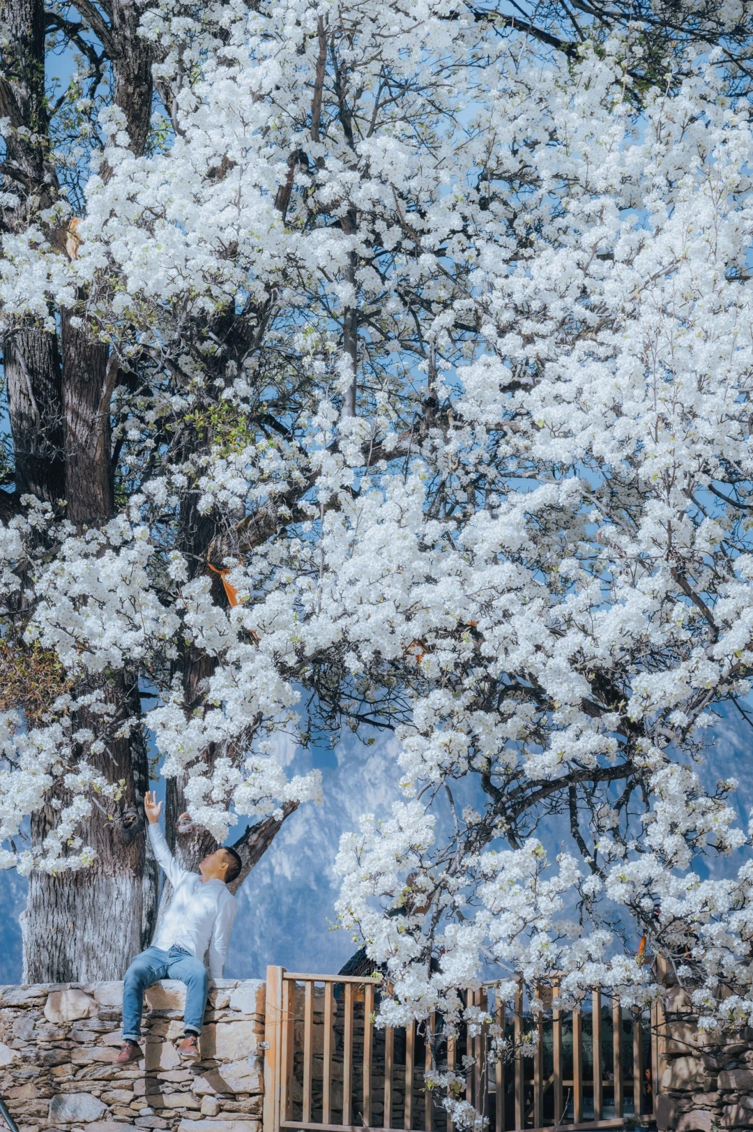川西中路藏寨的百年梨树快成精了