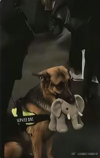 这只德国牧羊犬因拒绝放开它的毛绒大象，未能通过服务犬考核。[吐舌头眯眼睛笑][吐舌头眯眼睛笑][可爱