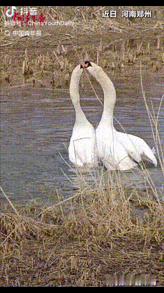 “开眼界了！”近日，河南郑州，女子路过公园恰好看见一对疣鼻天鹅，本以为天鹅只是出