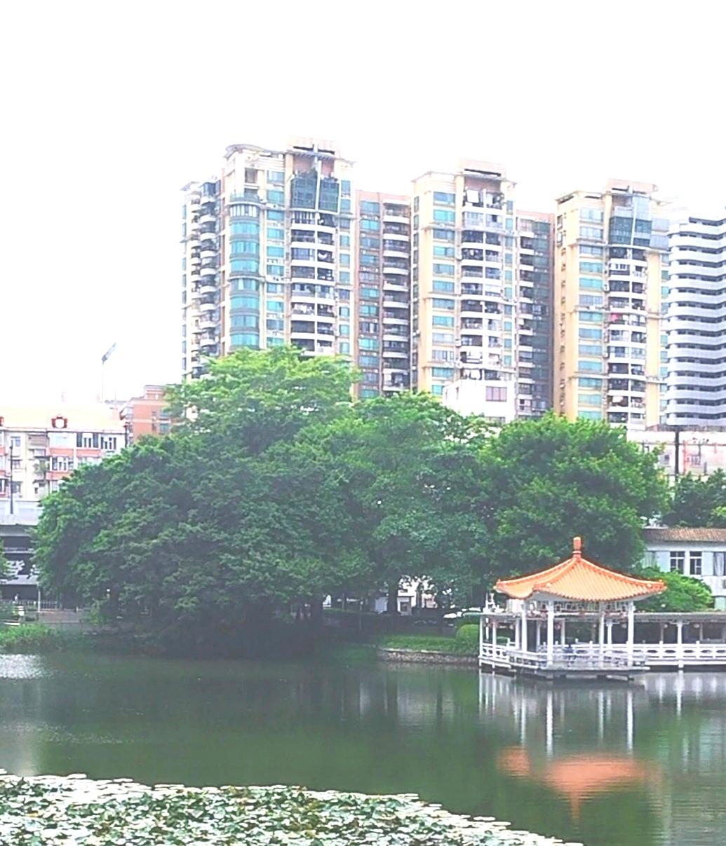 看到广州夏日美景，在荔湾湖公园游玩时，随手拍这美丽的风景。