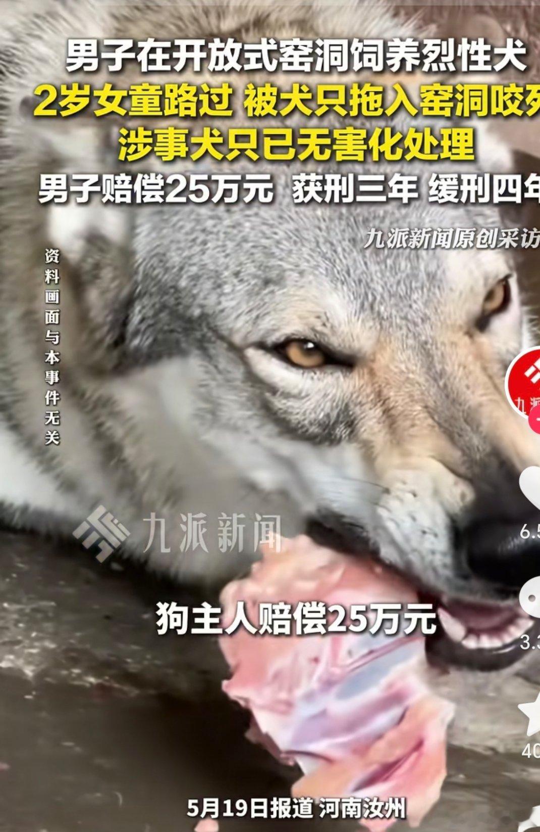 咬死女童烈性犬多次挣脱铁链从怀到生，从生到两岁中间多么难熬，感情多深，一个从小