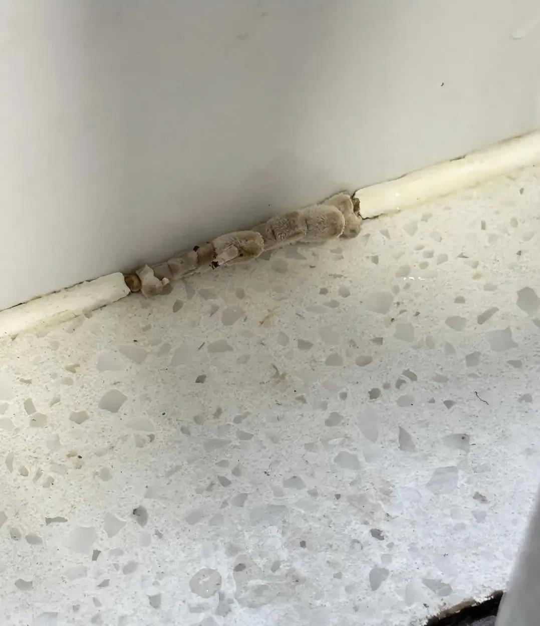 美缝被撑开了，是什么菌类