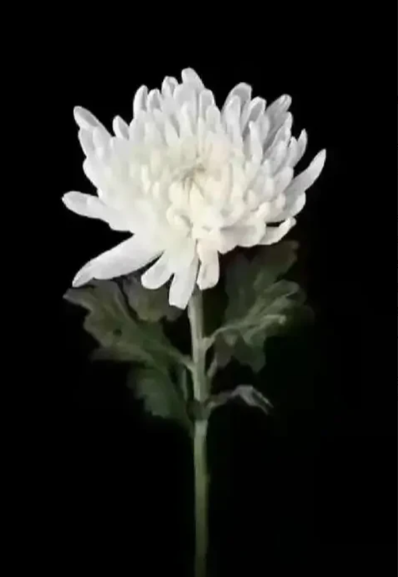 远亲家的一位男孩，抛下所有的亲人，昨天从学校的教学楼顶一跃而下。孩子在北京某