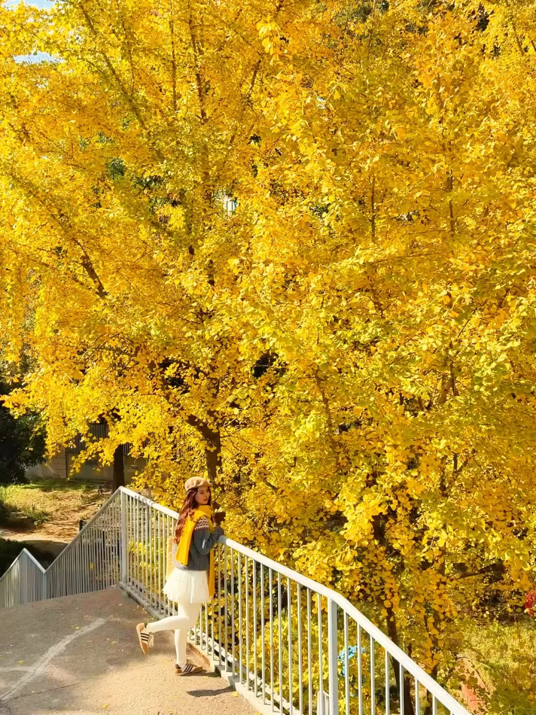报！地铁直达🚉已全黄！武汉绝美无人银杏瀑布