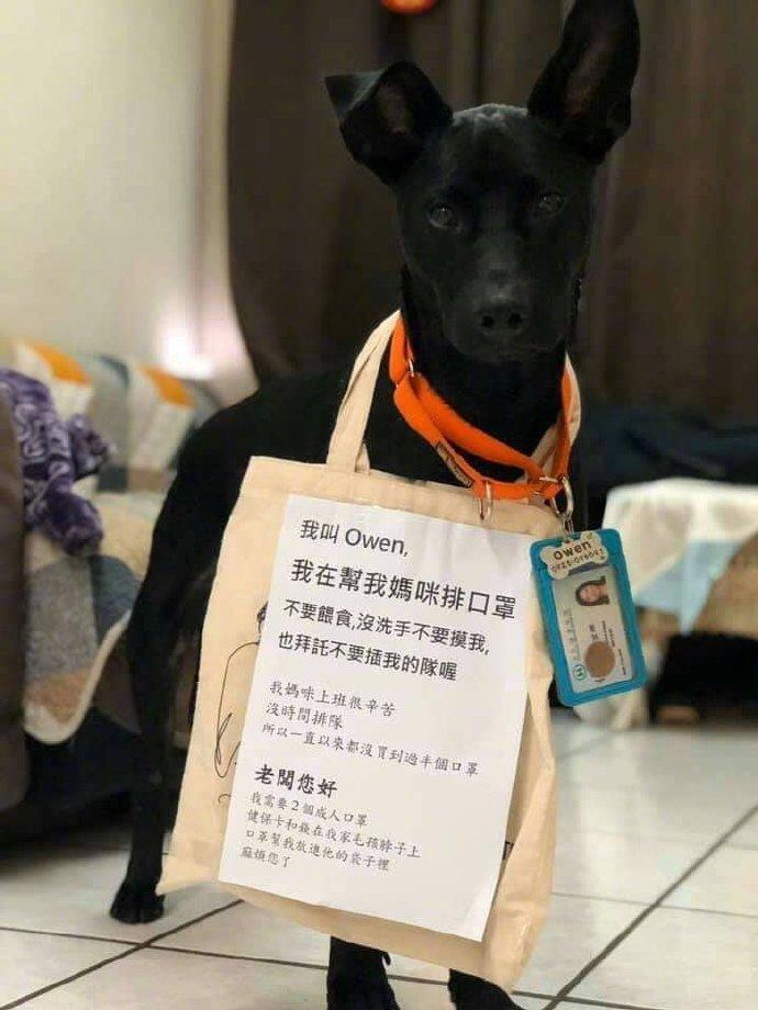好听话的狗狗！