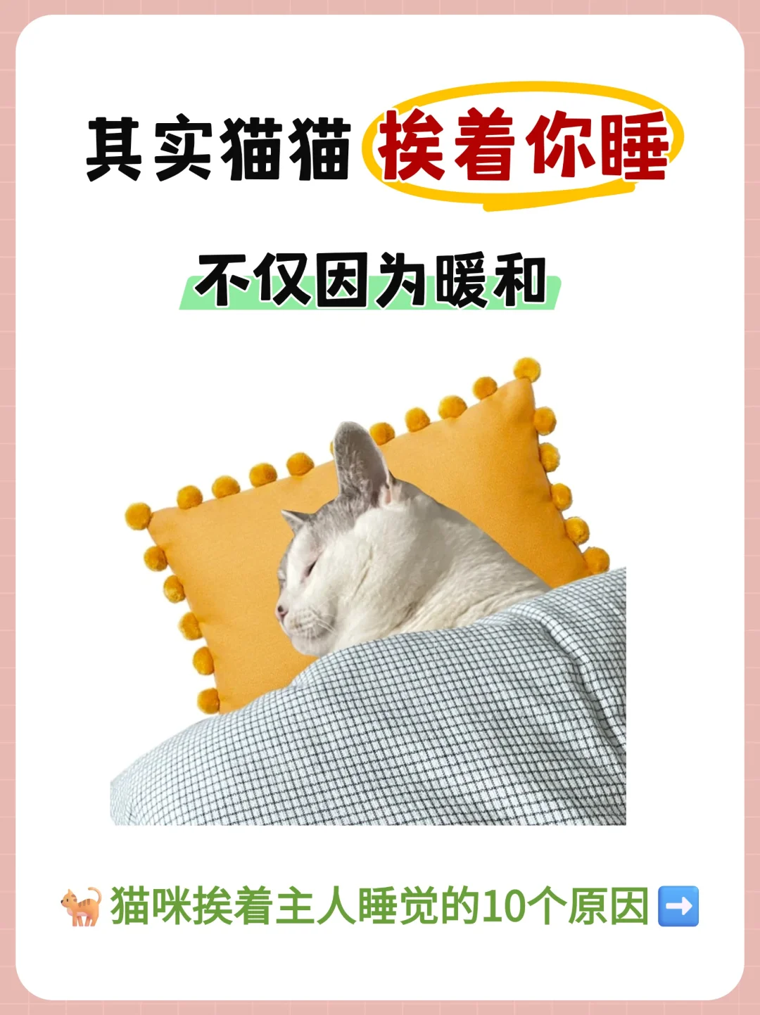 原来猫咪喜欢挨着你睡觉❗️并不是因为暖和😻
