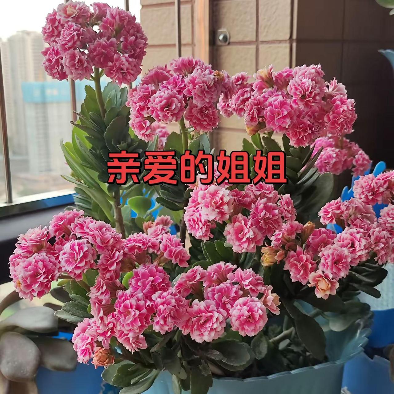 爱生活爱养花花卉盆栽养花养花亲爱的姐姐东东