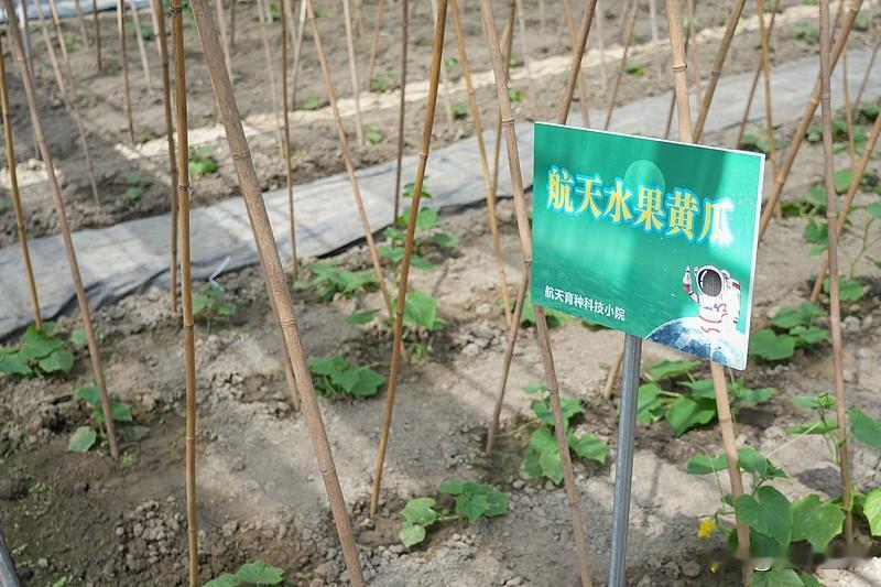 山东东辛店镇最近搞的“半亩田”模式真的太接地气了。之前不少农户家里半亩左右的零