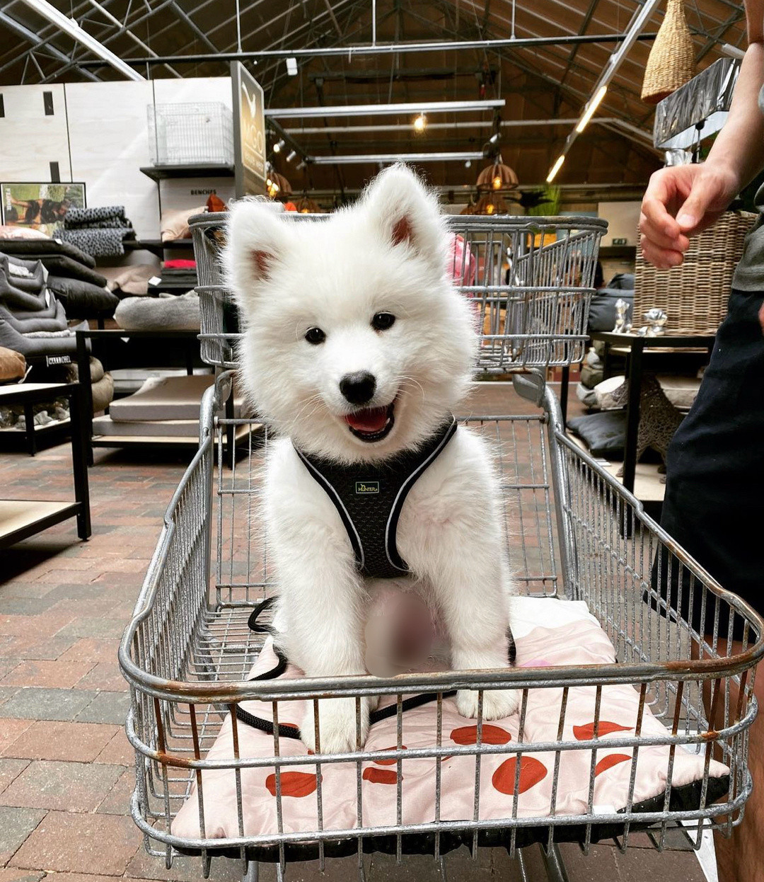 第一次逛超市的萨摩耶