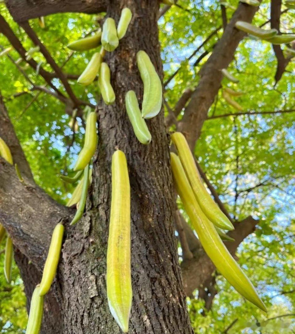 神奇植物：蜡烛树蜡烛树以其独特魅力引人注目。它学名Parmentierace