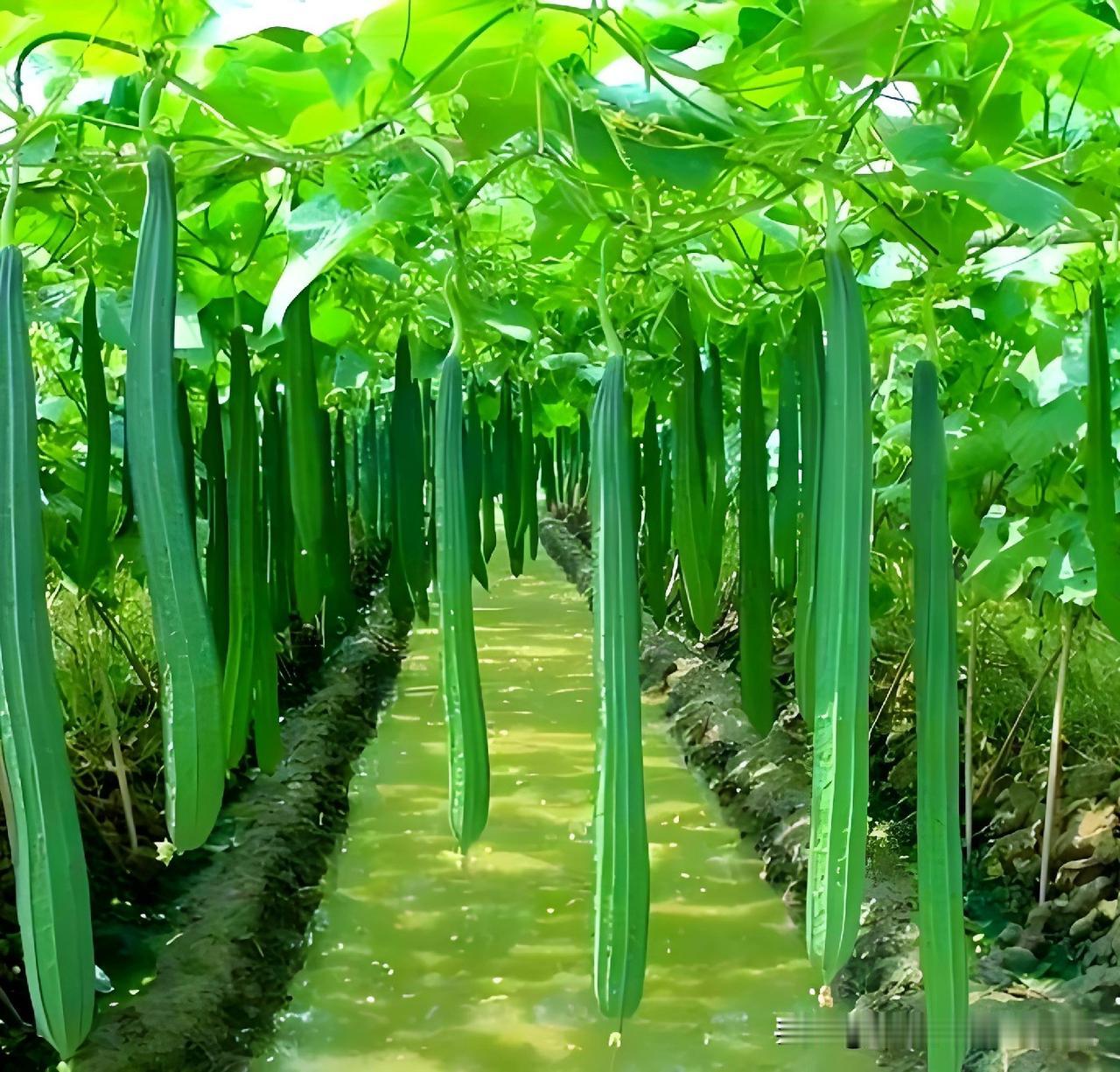 网上又开始博取流量，编造丝瓜新的种植方法，你信吗？现在网上为了博流量，又开始