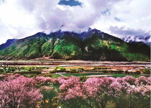 林芝，经过一冬的蓄积，林芝雪山脚下的桃花竞相绽放、争芳斗艳。