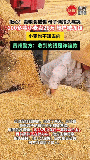 100多吨小麦换28万竟成诈骗款!河南母子抱头痛哭,粮食钱成了“烫手山芋”