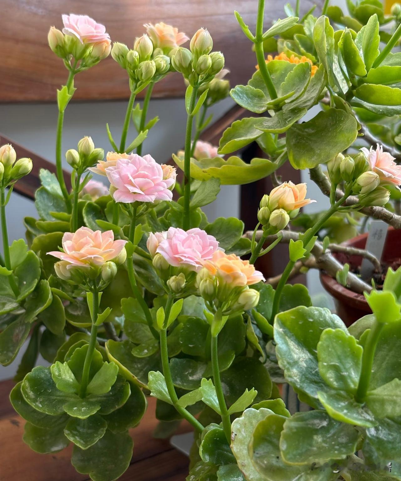 晒图笔记大赛这个品种的长寿花也不错呢