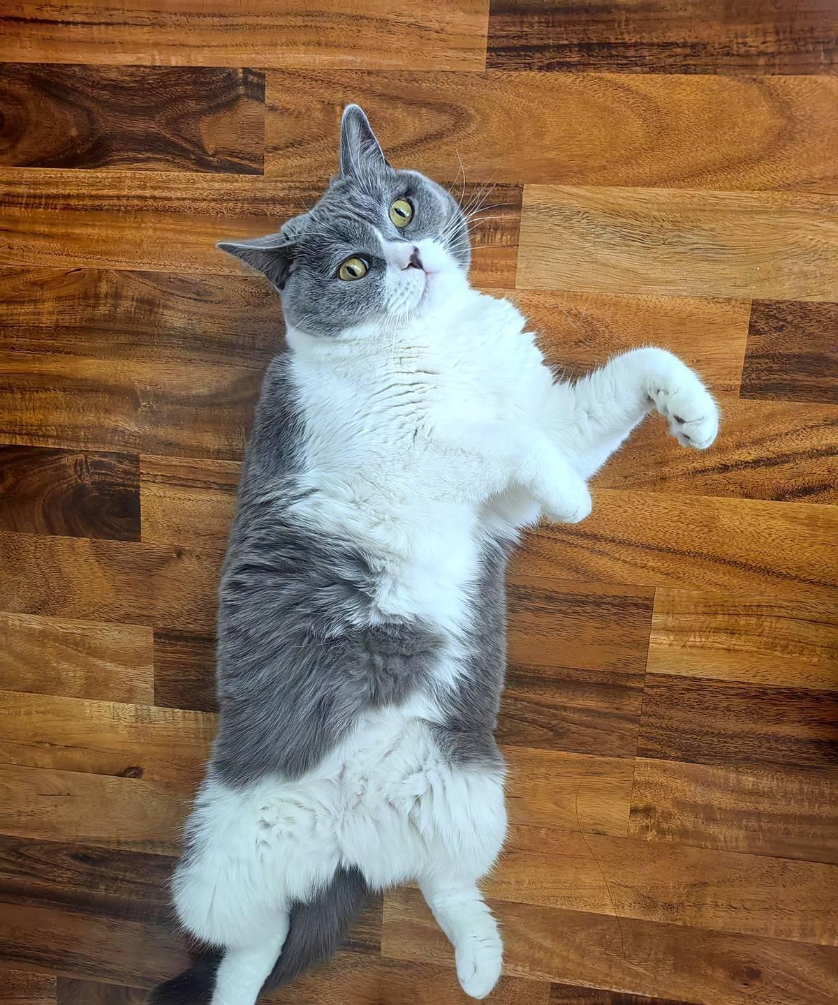 胡桃，一只五岁半的猫咪，突然变得异常安静。它不再碰猫粮，连最爱的罐罐和猫条也失