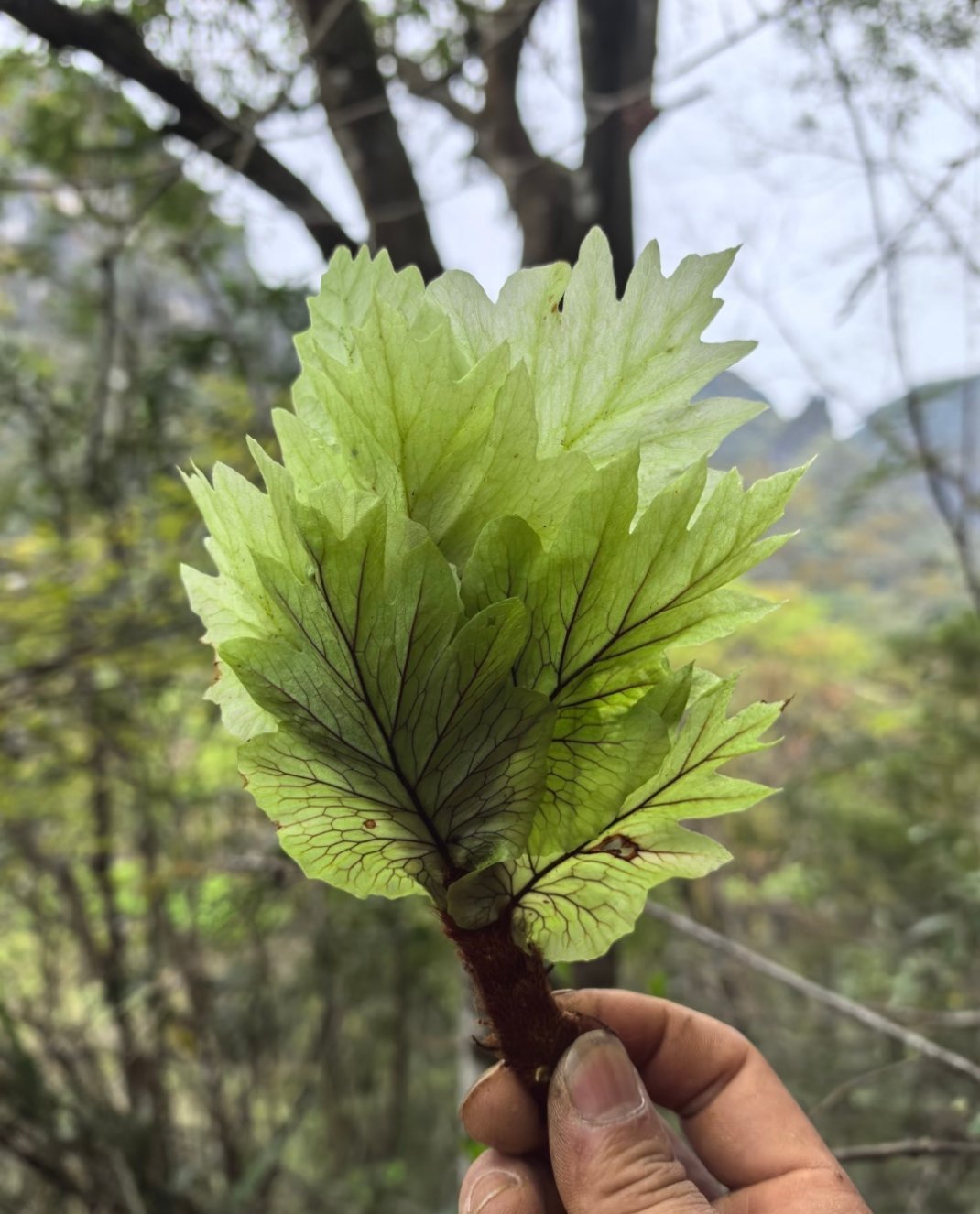 有认识这个植物的吗？