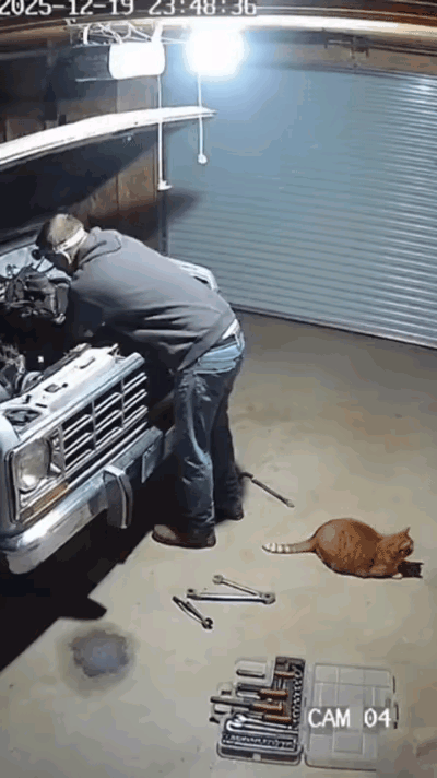 哎嘛呀！介猫简直是救命恩猫啊😱！汽修店老板正低头修车了，猫咪先觉出不对劲儿，张