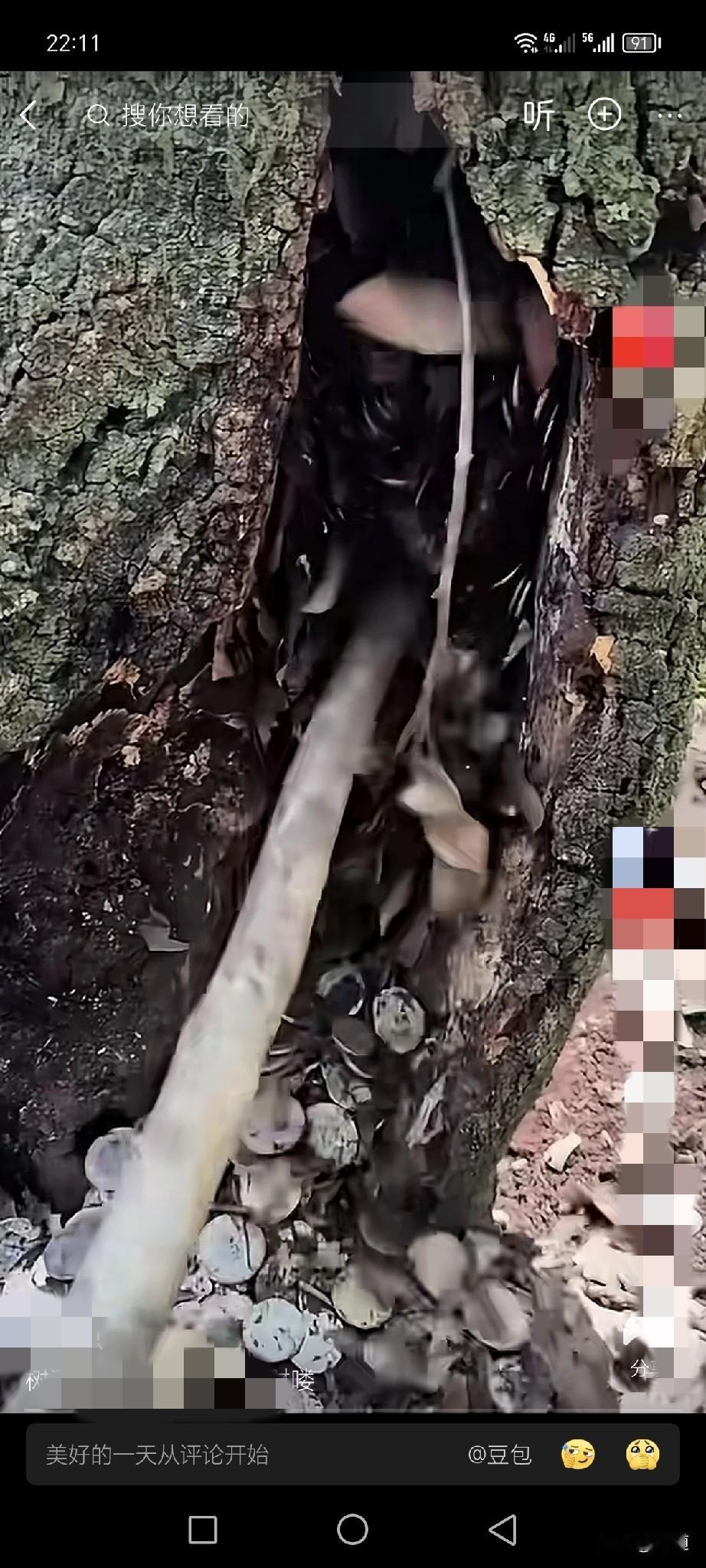 一男子在树洞里发现大量硬币，边拿树棍往外扒拉，边发出疑问，这是鸟叨的？还是谁藏的